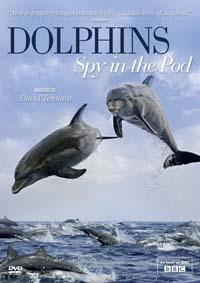 BBC: Дельфины скрытой камерой